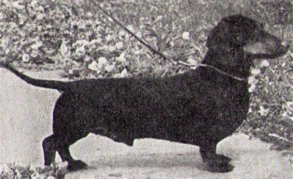 Hasso-Flottenberg | Dachshund 