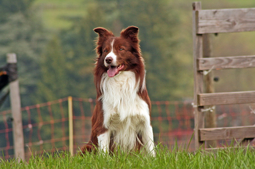 Rising Sun Spot at Narrow Lane | Border Collie 