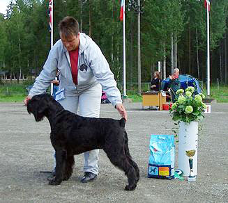 Stablemaster's Faberge Design | Giant Schnauzer 