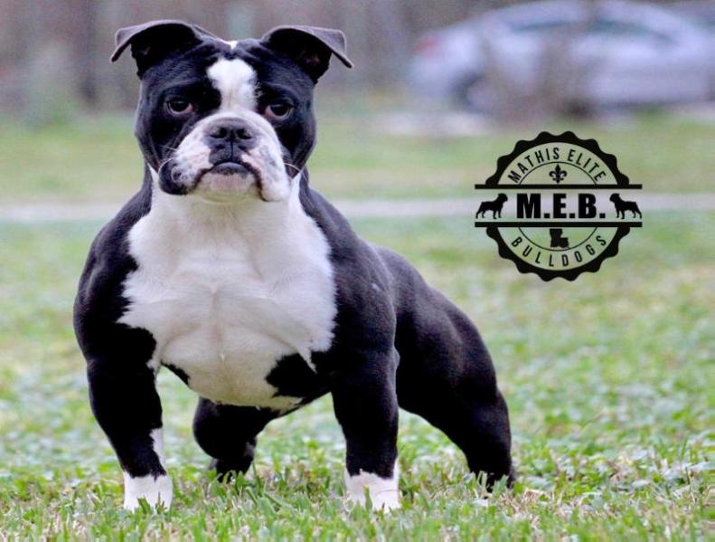 MEB Mona Lisa | Olde English Bulldogge 