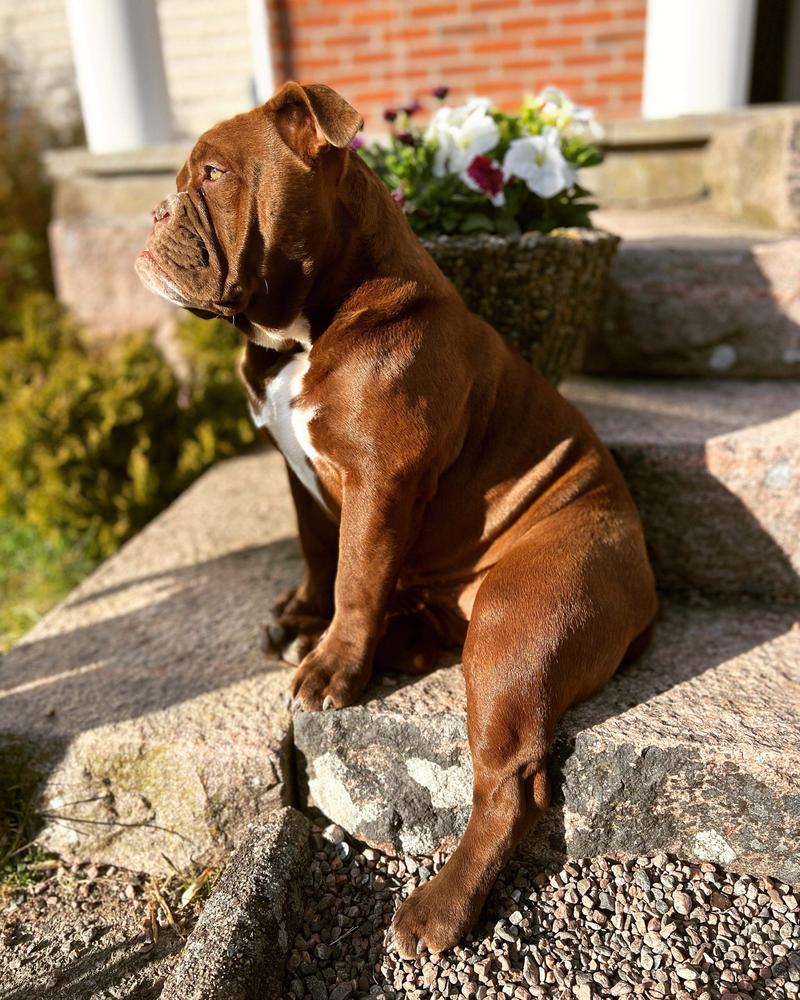 Nordicbulls Kharisma | Olde English Bulldogge 