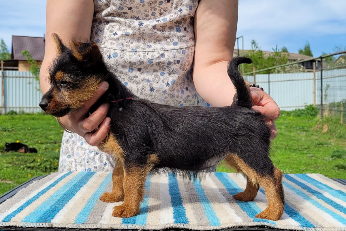 YAKOGOR EURIANASSA | Australian Terrier 