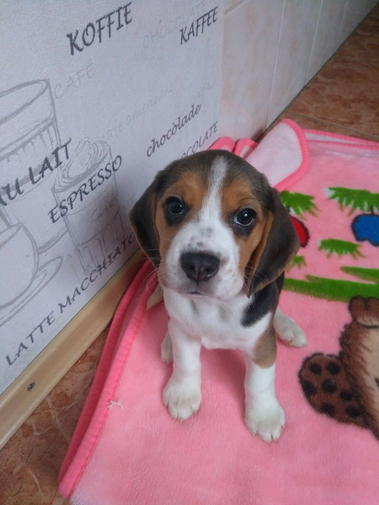 Clair de Lune for Teren Bijoy Fascination | Beagle 