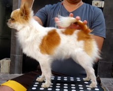 El Charrito (Barron) | Chihuahua 