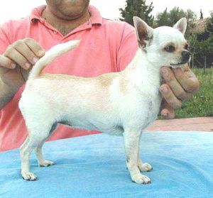 MISTY MEADOWS DANCE TO YOUR DADDY | Chihuahua 