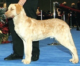 Calico's Dzrt Wnds Calif Gold | Chesapeake Bay Retriever 