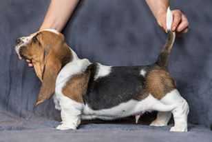 Darsy Citadela Bohemia | Basset Hound 