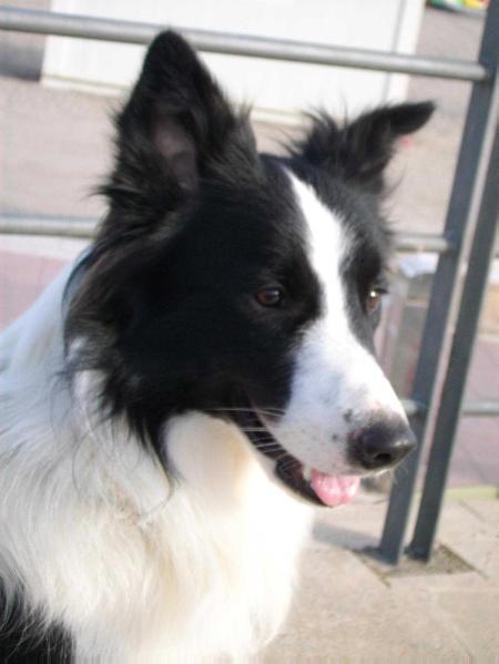 Douglas De Praia Das Catedrais | Border Collie 