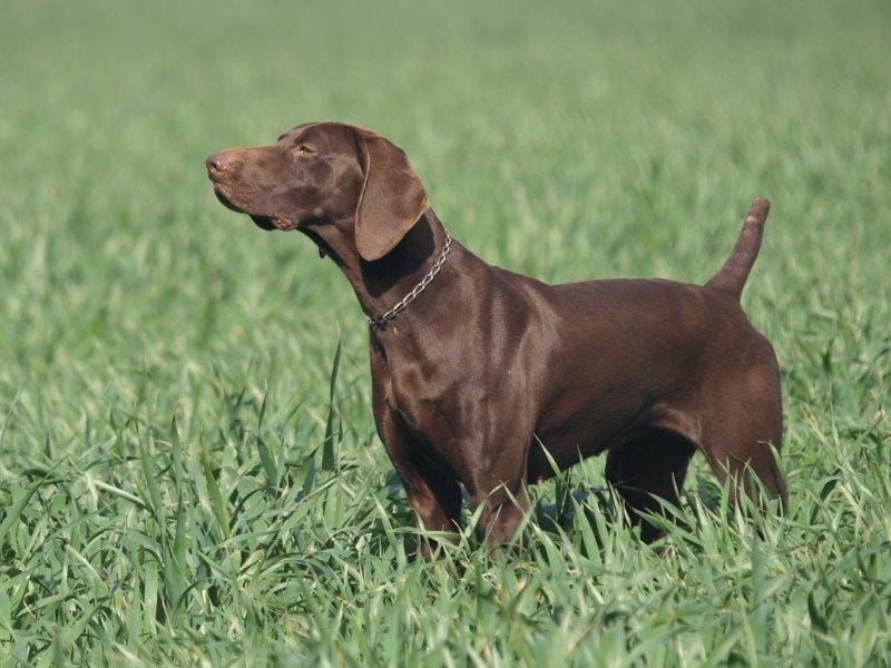 O'Hara du Val de Ceze | German Shorthaired Pointer 