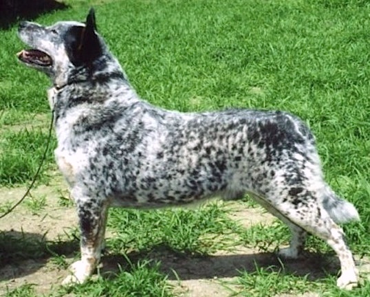 Duwest Bubba Magnet | Australian Cattle Dog 