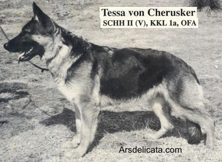 Tessa vom Cherusker | German Shepherd Dog 