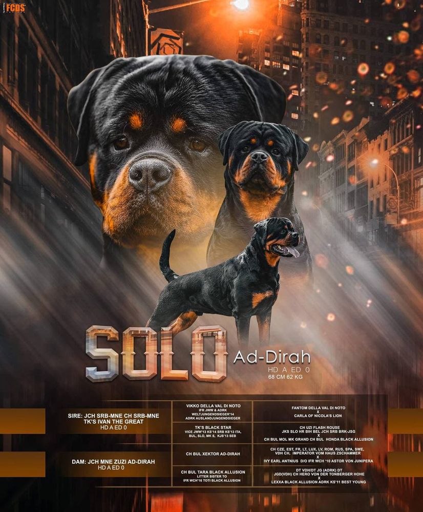 SOLO AD- DIRAH OF VON BULGARI | Rottweiler 