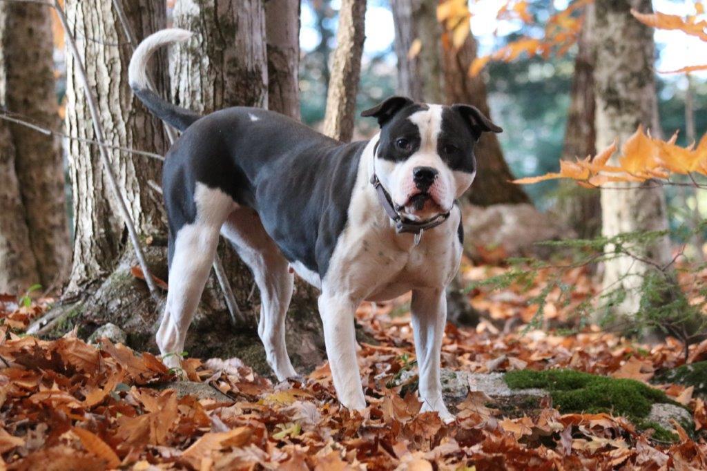 Northern Woods Pepper | American Bulldog 