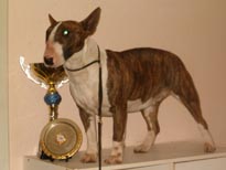 Twinnie de la Harde aux sept Collines | Miniature Bull Terrier 