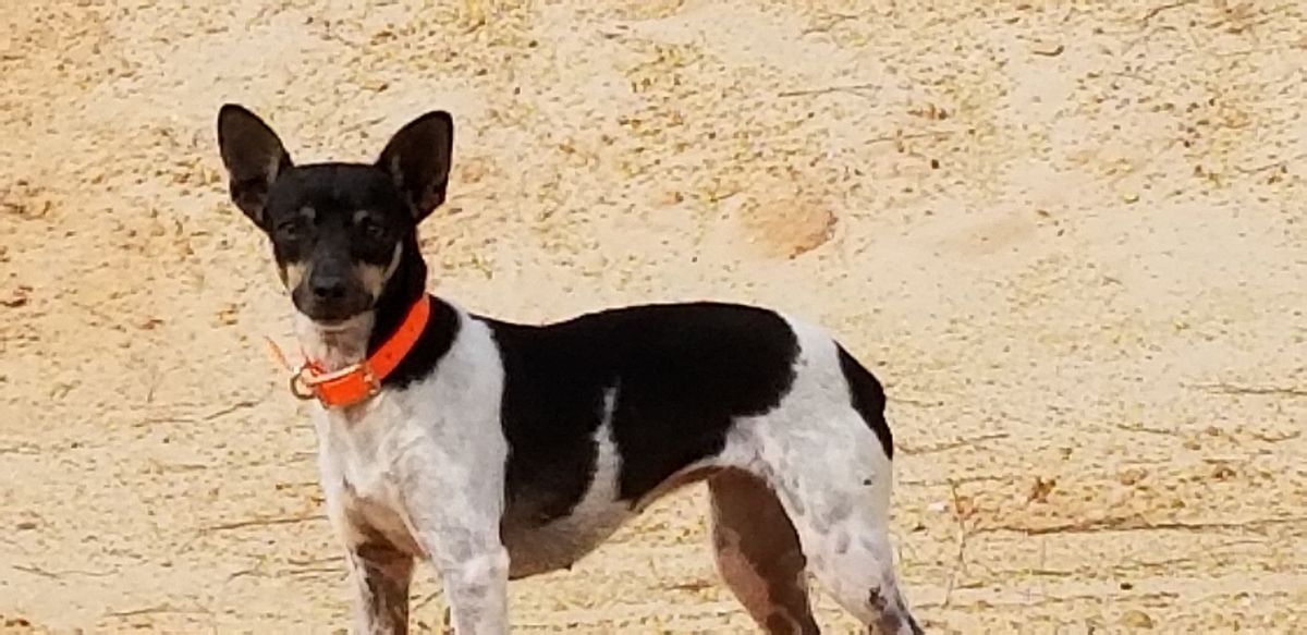 MOXIES REBA OF SNYDER | Rat Terrier 