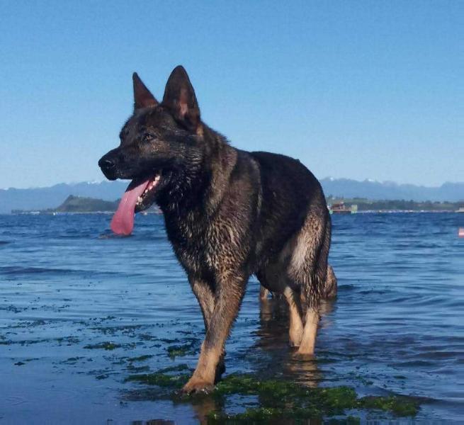 POGO VAN DE VERPIHOEVE | German Shepherd Dog 