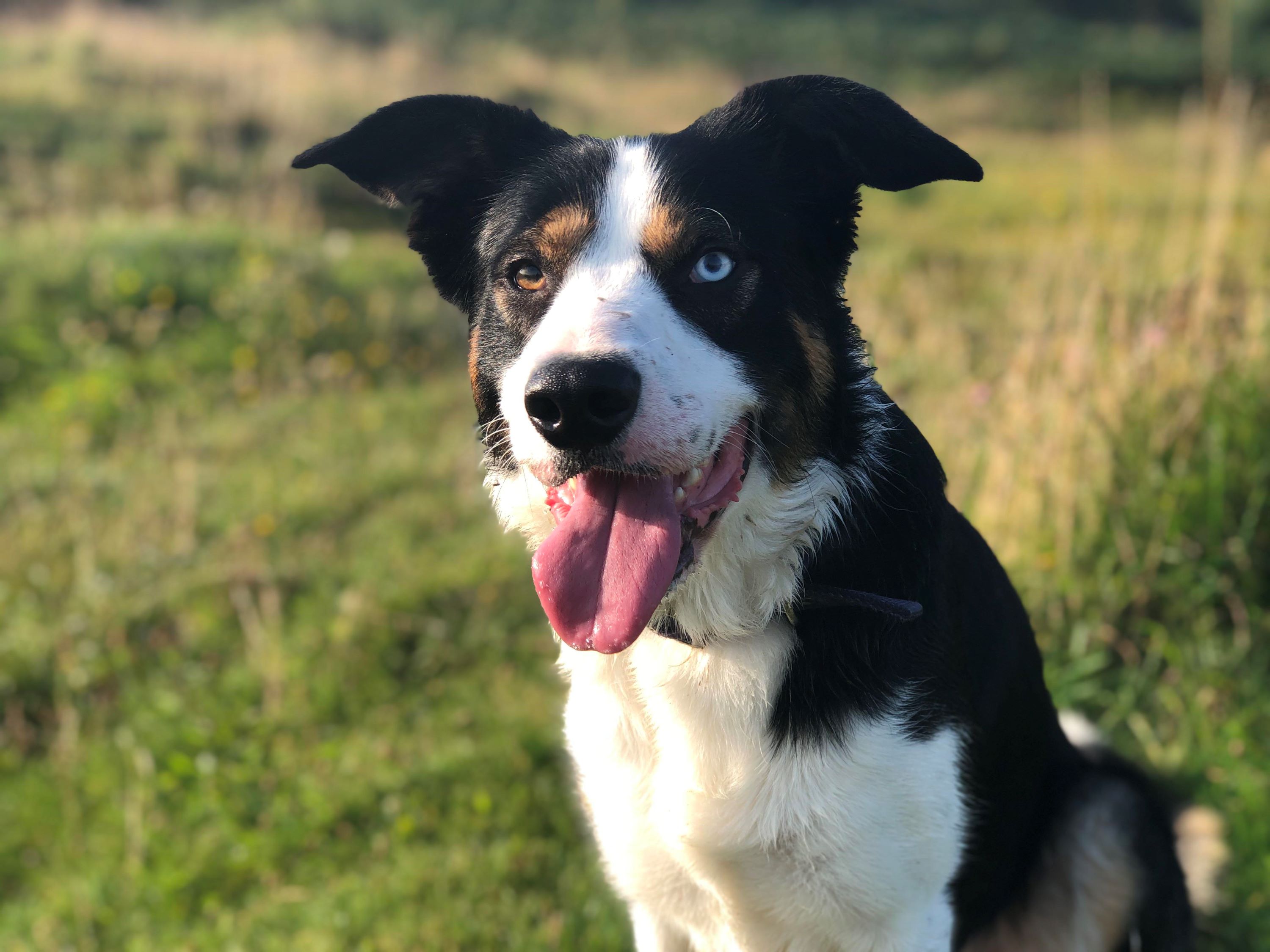 Welsh Sheepdog