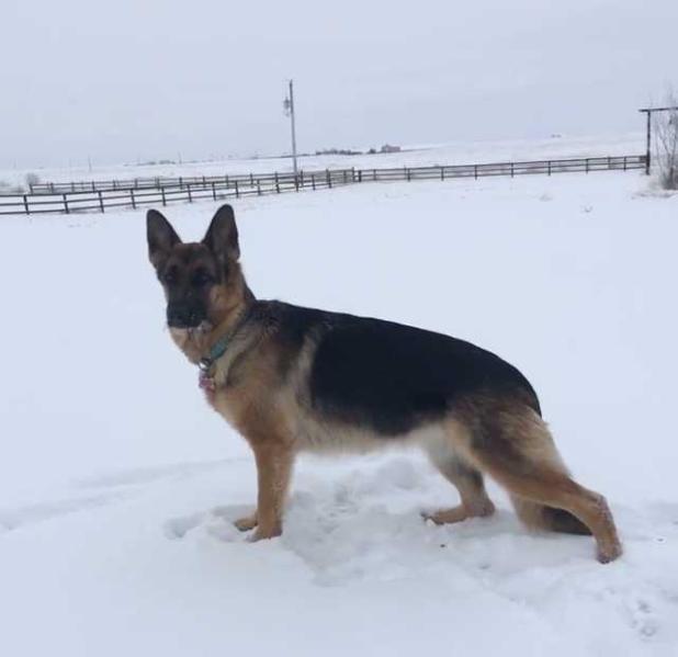 Burgenda's Ariel S Crooks | German Shepherd Dog 