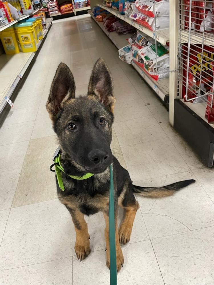 Django vom Holos Terra | German Shepherd Dog 