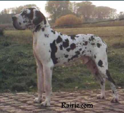 Bolero von der Stadt Lüneburg | Great Dane 