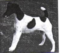 Mosvalley Maytime | Smooth Fox Terrier 