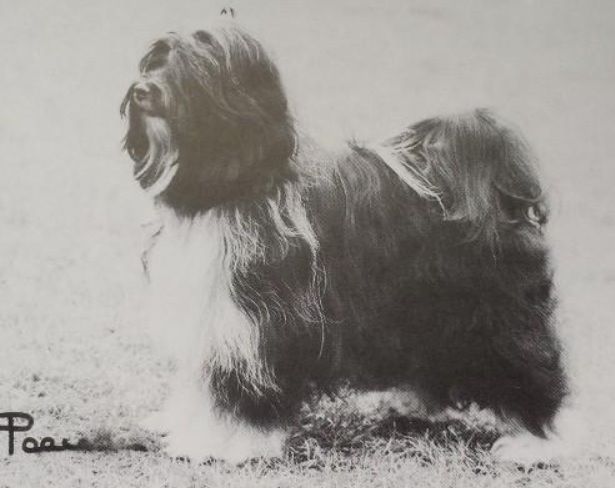 ALILAH TANGUM | Tibetan Terrier 