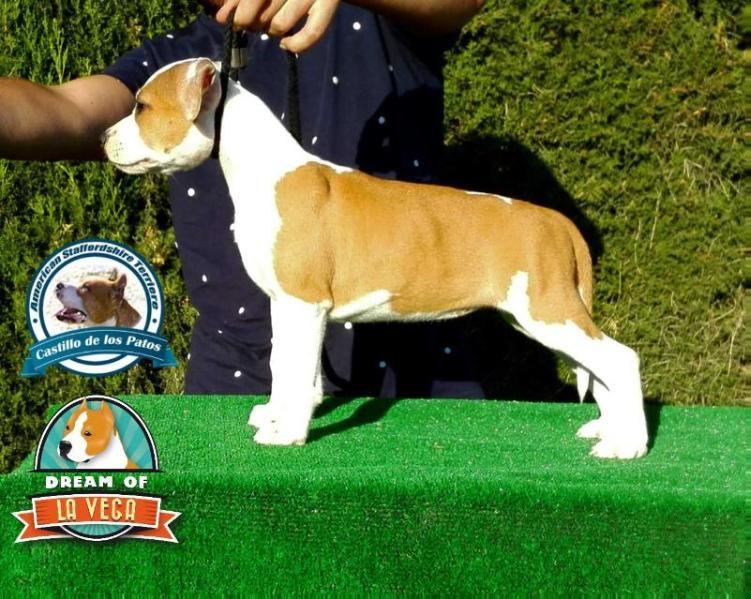 Dream Of La Vega Lidia Del Castillo De Los Patos | American Staffordshire Terrier 