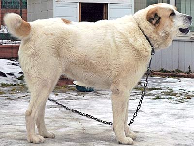 Altai Lvinoe Serdse | Central Asian Shepherd Dog 