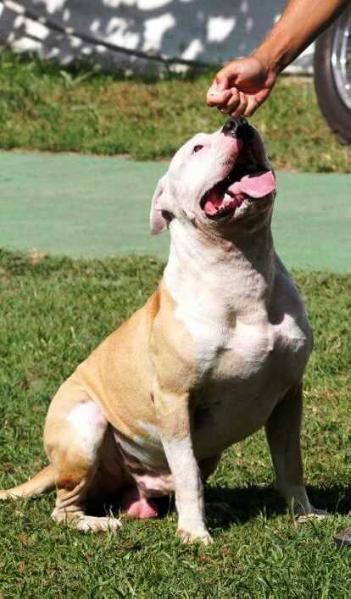 Gold do American Lopes | American Staffordshire Terrier 