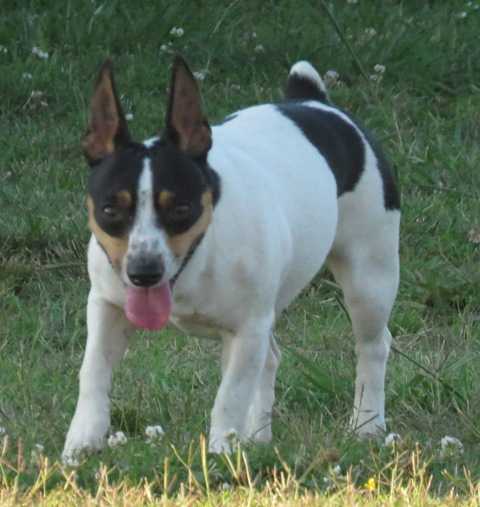 Aspen's Wild Angel | Teddy Roosevelt Terrier 