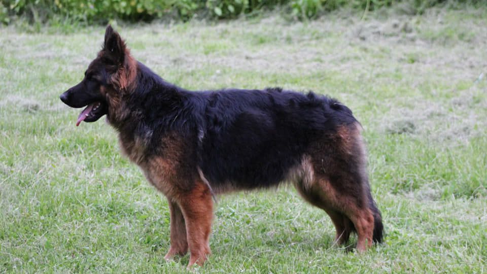 Luna Vom McCurdy | German Shepherd Dog 