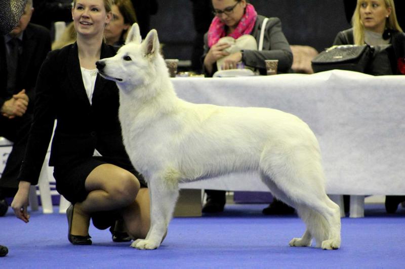 BEYLA LORD OF NORTH | White Swiss Shepherd Dog 