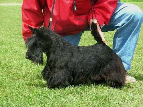 SWEET SMILE DU MOULIN DE MCMONIQUE | Scottish Terrier 