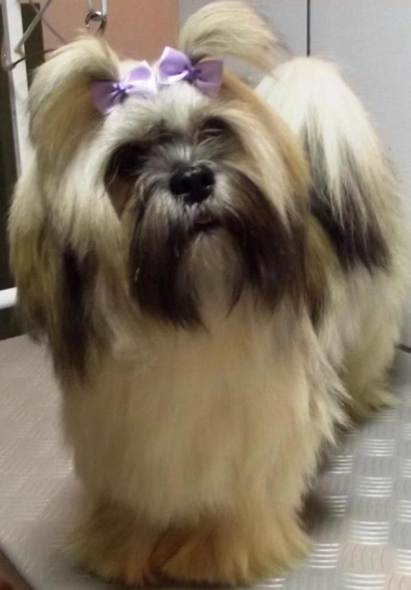 Caneleone My Favorite Girl | Lhasa Apso 