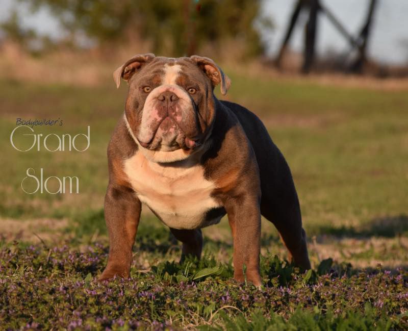 Bodybuilder's Grand Slam of OCB | Olde English Bulldogge 