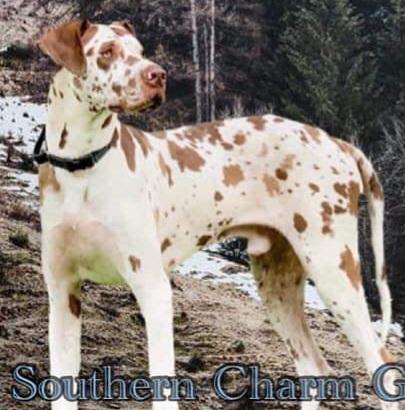 INGD'S STARRY NIGHT OVER THE KOZ | Great Dane 