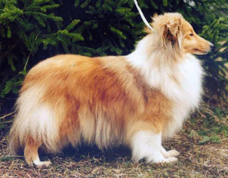 Valerina Ross Grenlandia | Shetland Sheepdog 