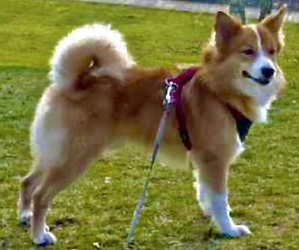 Fagur fra Klettakoti | Icelandic Sheepdog 
