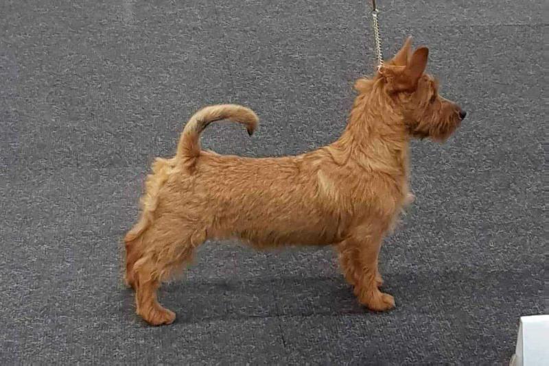 Dou Shu Zvezda Protsvetanya | Australian Terrier 