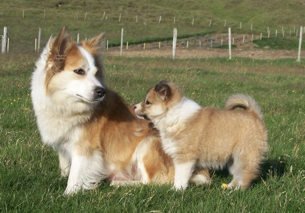 Eldhamars Freyja | Icelandic Sheepdog 