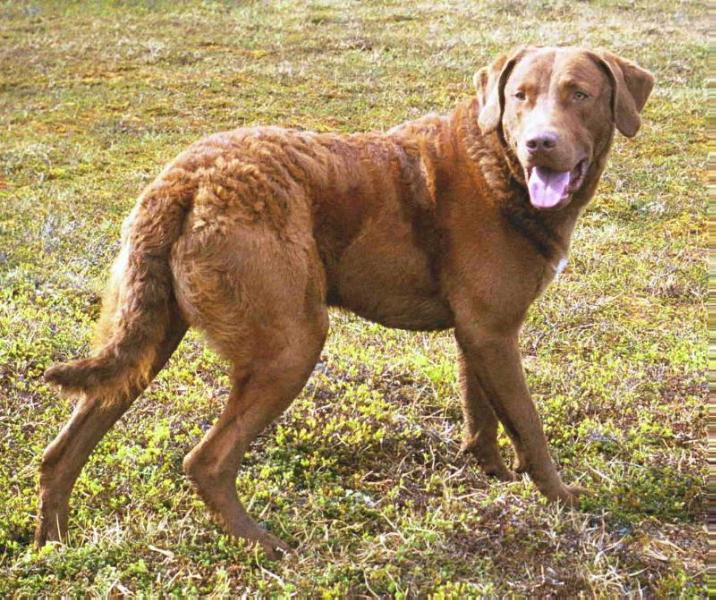 Beartown Handyman | Chesapeake Bay Retriever 