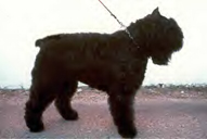 Egregiosignore del Tabarro | Bouvier des Flandres 