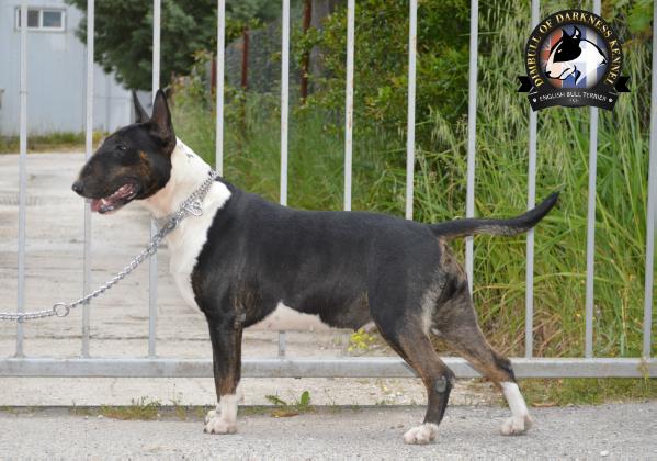 SHADOW FOR WITCH FROM EASTWICK | Bull Terrier 