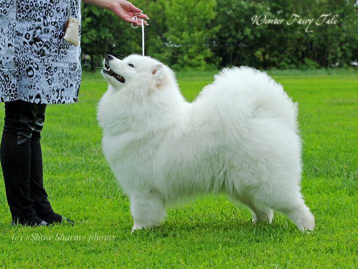 Zimnyaya Skazka | Samoyed 