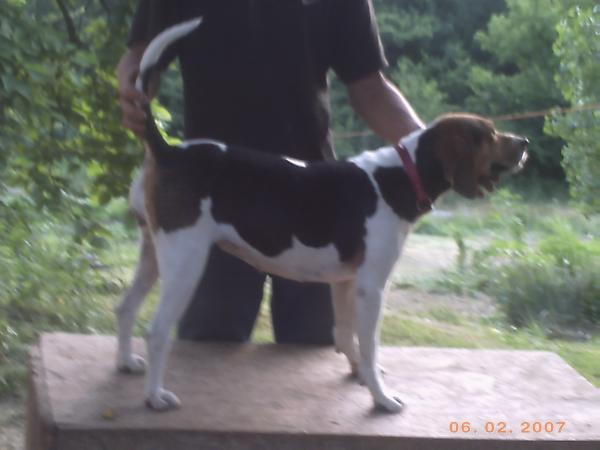 24 Karat Bella | Treeing Walker Coonhound 