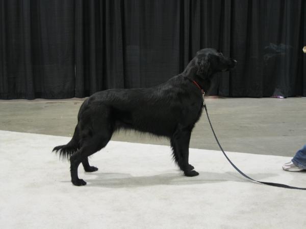 Brickhouse By Leaps and Bounds | Flat-Coated Retriever 