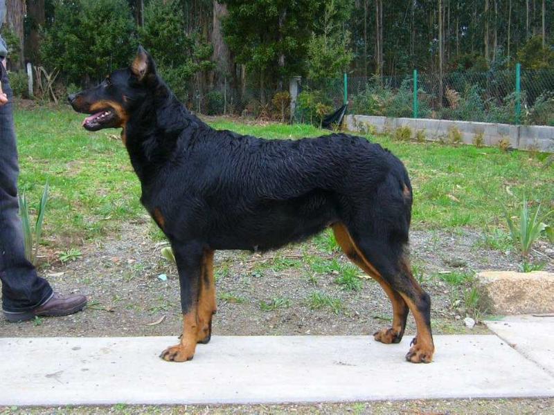 Branka des Assiers | Beauceron 