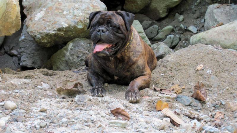 Angola de Zarizcanbull | Bullmastiff 