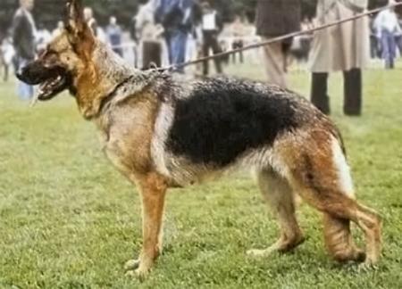 Anusch vom Trienzbachtal | German Shepherd Dog 