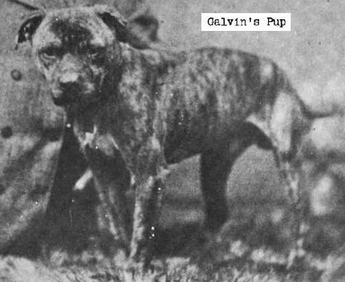Galvin's Pup | American Pit Bull Terrier 